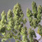 Royal Gorilla Automatic (RQS) Cannabis-Samen zu verkaufen