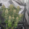 Pure Kush (Original Sensible Seeds) Cannabis-Samen zu verkaufen