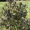 Unknown Kush Early Version (Delicious Seeds) Cannabis-Samen zu verkaufen