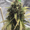 Auto Do-Si-Dos Cookies Cannabis-Samen Kaufen