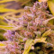 Kaufe Grandmommy Purple Samen feminisiert von Herbies Seeds