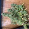 Gelato Auto Cannabis-Samen Kaufen