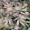Hawaiian Snow (GHS) Cannabis-Samen zu verkaufen