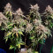 Purple Punch Auto Cannabis-Samen Kaufen