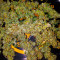 Original Auto Cheese Cannabis-Samen Kaufen