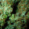 Fast Bud Auto (Sweet Seeds) Cannabis-Samen zu verkaufen