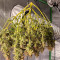 Pineapple Express #2 (G13 Labs) Cannabis-Samen zu verkaufen