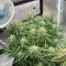 LSD Auto Cannabis-Samen Kaufen