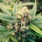 Auto Gorilla (00 Seeds)