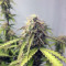 Big Bud (Seedstockers) Cannabis-Samen