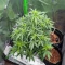 Candy Cane Mango Autoflower feminisierte Samen (Seedkeepers)