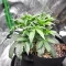 Double Grape Auto (Mephisto Genetics) Cannabis-Samen