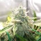 Double Grape Auto (Mephisto Genetics) Cannabis-Samen