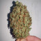 Gorilla Z (Big Head Seeds) Cannabis-Samen