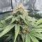 Hybrid X (Cream of the Crop Seeds) Cannabis-Samen