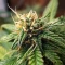Mandarin Cookies (00 Seeds)