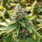 Medi Bomb 2 (Bomb Seeds) Cannabis-Samen