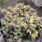 Mimosa EVO feminisierte Samen (Barney's Farm)
