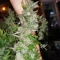 Moonshine Mass (Critical Mass Collective Seeds) Cannabis-Samen