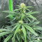 Purple Juice Auto feminisierte Samen (Herbies Seeds)
