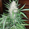 Amnesia (Seedstockers) Cannabis-Samen