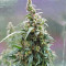 Jack-Matic Auto (Blackskull Seeds) Cannabis-Samen
