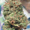 Cheese (Big Buddha Seeds) Cannabis-Samen
