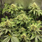 Black Jack (Sweet Seeds) Cannabis-Samen