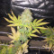 CBD Blue Shark (Barney's Farm) Cannabis-Samen