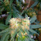 Chemdawg (Humboldt Seeds Organization) Cannabis-Samen