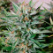 Fast & Vast Auto (Heavyweight Seeds) Cannabis-Samen