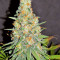 Gorilla Cookies (Big Head Seeds) Cannabis-Samen