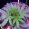 Gorilla (00 Seeds) Cannabis-Samen
