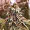 Grand Daddy Purp (Grand Daddy Purp) Cannabis-Samen