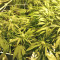 Kripple Roulette (Dr. Krippling Seeds) Cannabis-Samen