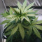 La Diva Auto (Delicious Seeds) Cannabis-Samen
