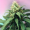 Lemon OG Kush (DNA Genetics) Cannabis-Samen