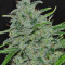Malawi Breeders Pack regular (Ace Seeds) Cannabis-Samen