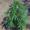 Mind Can'trol (Dr. Krippling Seeds) Cannabis-Samen