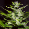 Pure Africa (Original Sensible Seeds) Cannabis-Samen