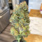 Pure Gelato (Vision Seeds) Cannabis-Samen