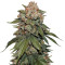 Sherbet (Seedstockers) Cannabis-Samen