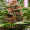 Strawberry Eclair (G13 Labs) Cannabis-Samen