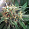 Super Lemon Haze x Banana Punch (GHS) Cannabis-Samen