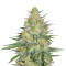 Sweet Cheese XL Auto (Sweet Seeds) Cannabis-Samen