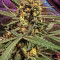 DO-SI-DOS (Cali Buds Seeds) Cannabis-Samen