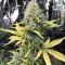 Dozy Sith feminisierte Samen (AlphaFem Seeds)