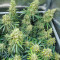 Dozy Whale feminisierte Samen (AlphaFem Seeds)