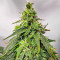 Gorilla Purple Autoflower feminisierte Samen (EGS)