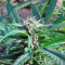 Hollands Hope regular (Dutch Passion) Cannabis-Samen